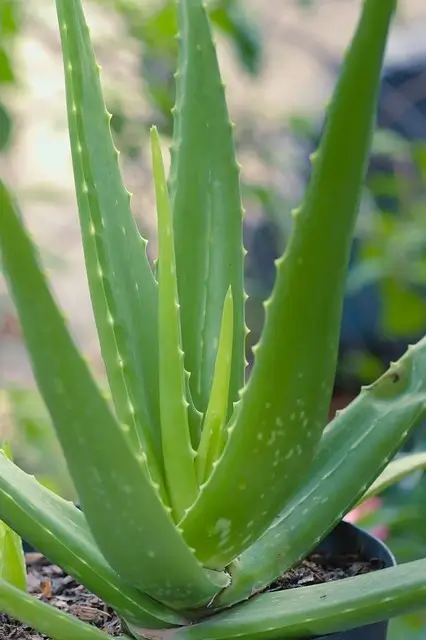 Băutură cu Aloe Vera și Bucăți de Aloe - imagine 5